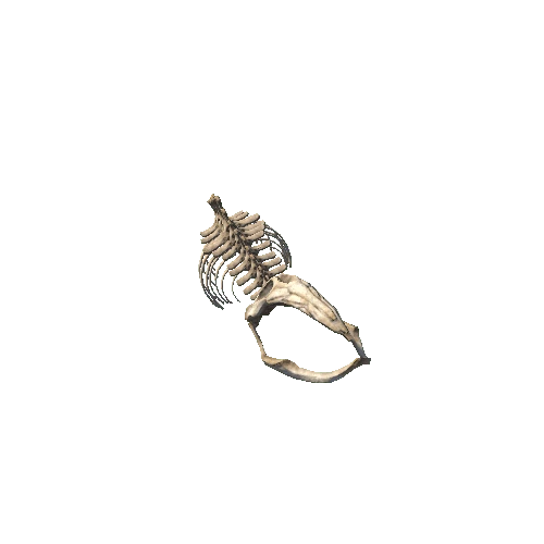 whale skeleton